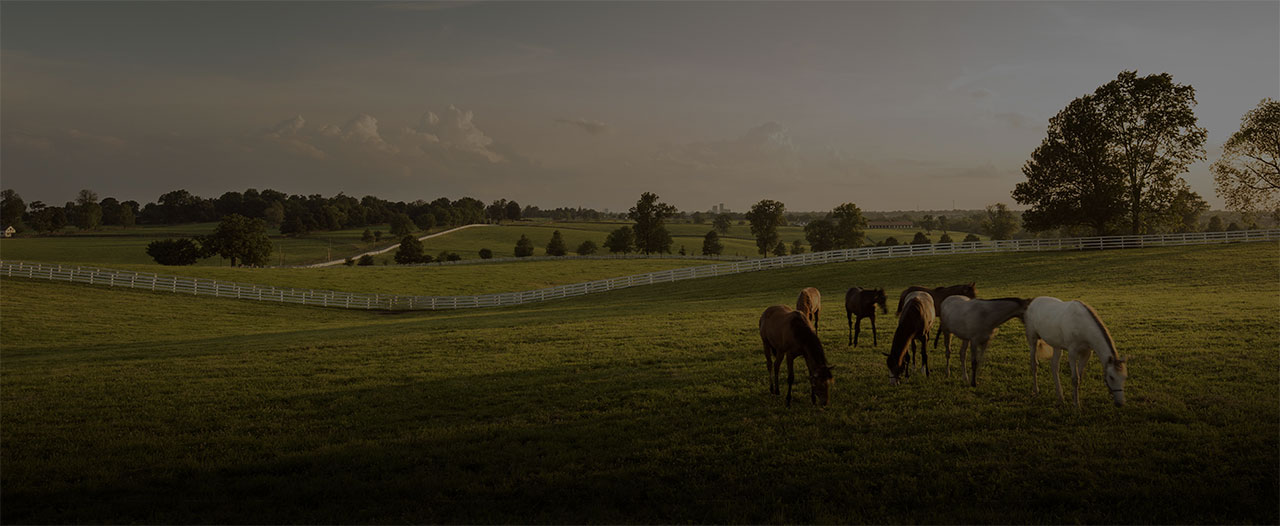 A group of horses standing gracefully in a vast field, showcasing their majestic presence amidst nature's beauty.