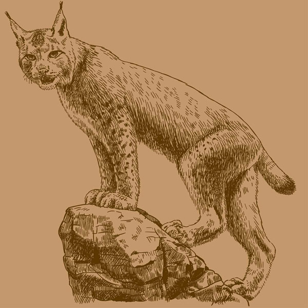 A vintage illustration showing a wildcat standing fiercely on a rock.