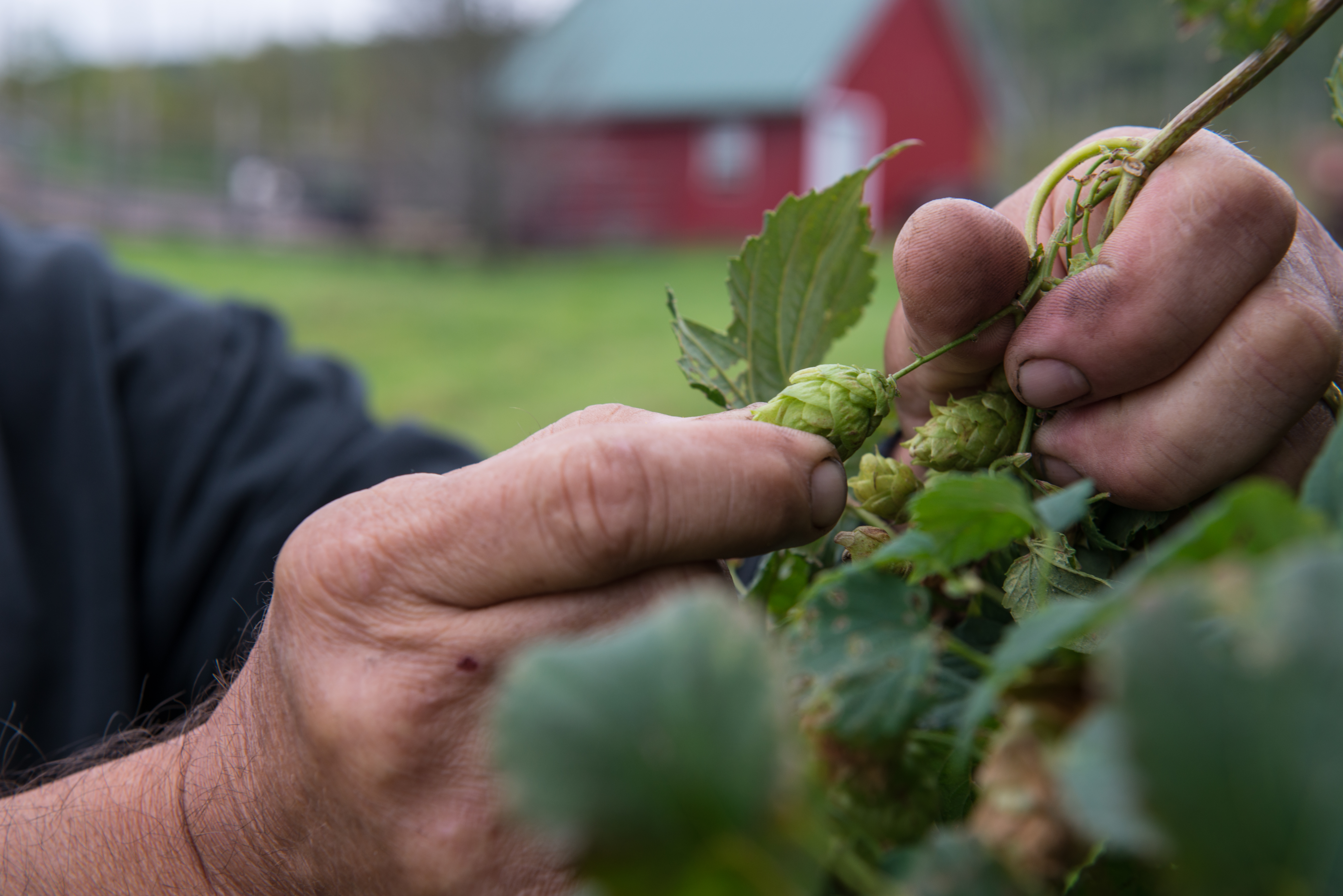 Foothill Hops Farm