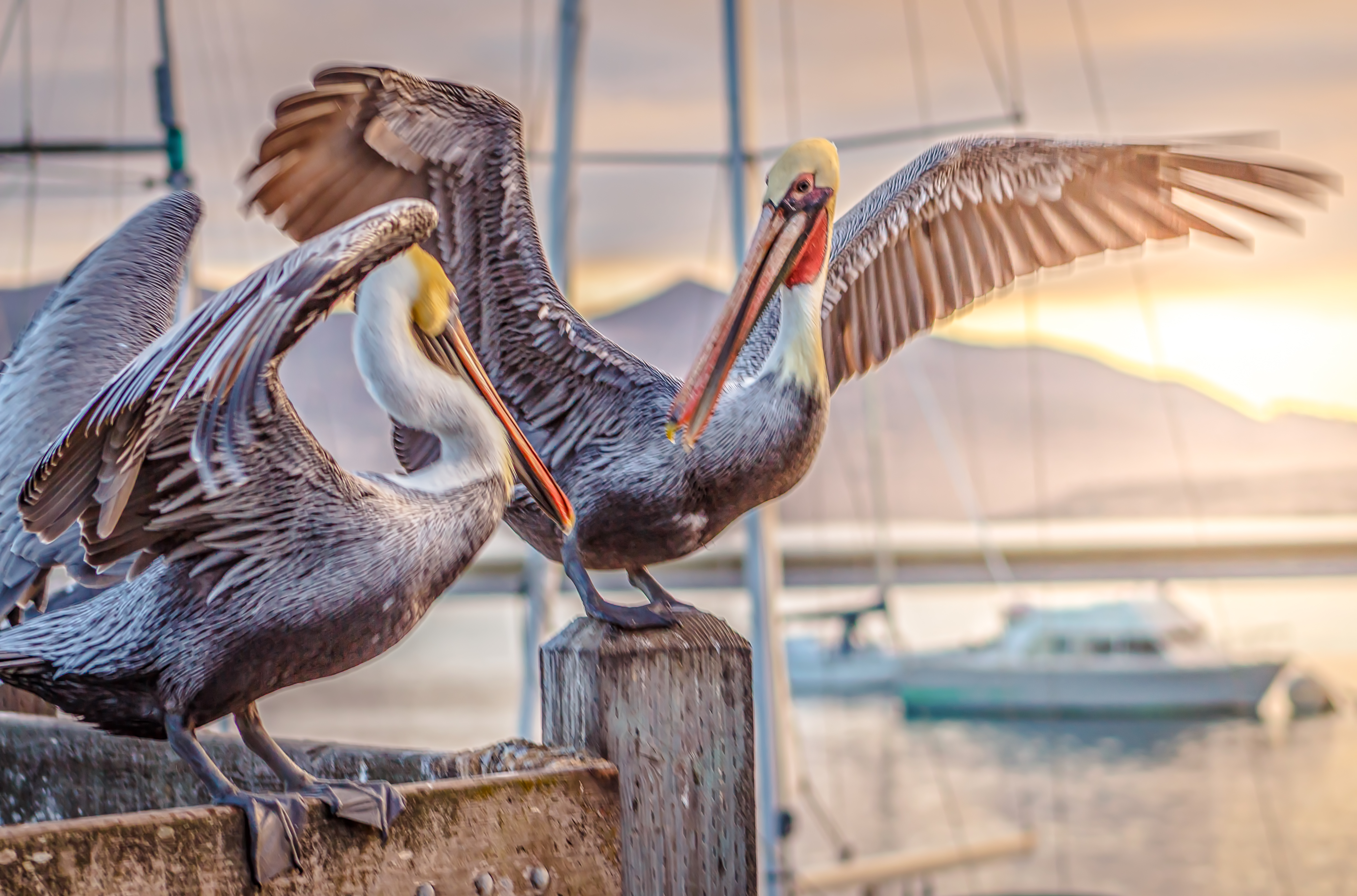 Pelicans