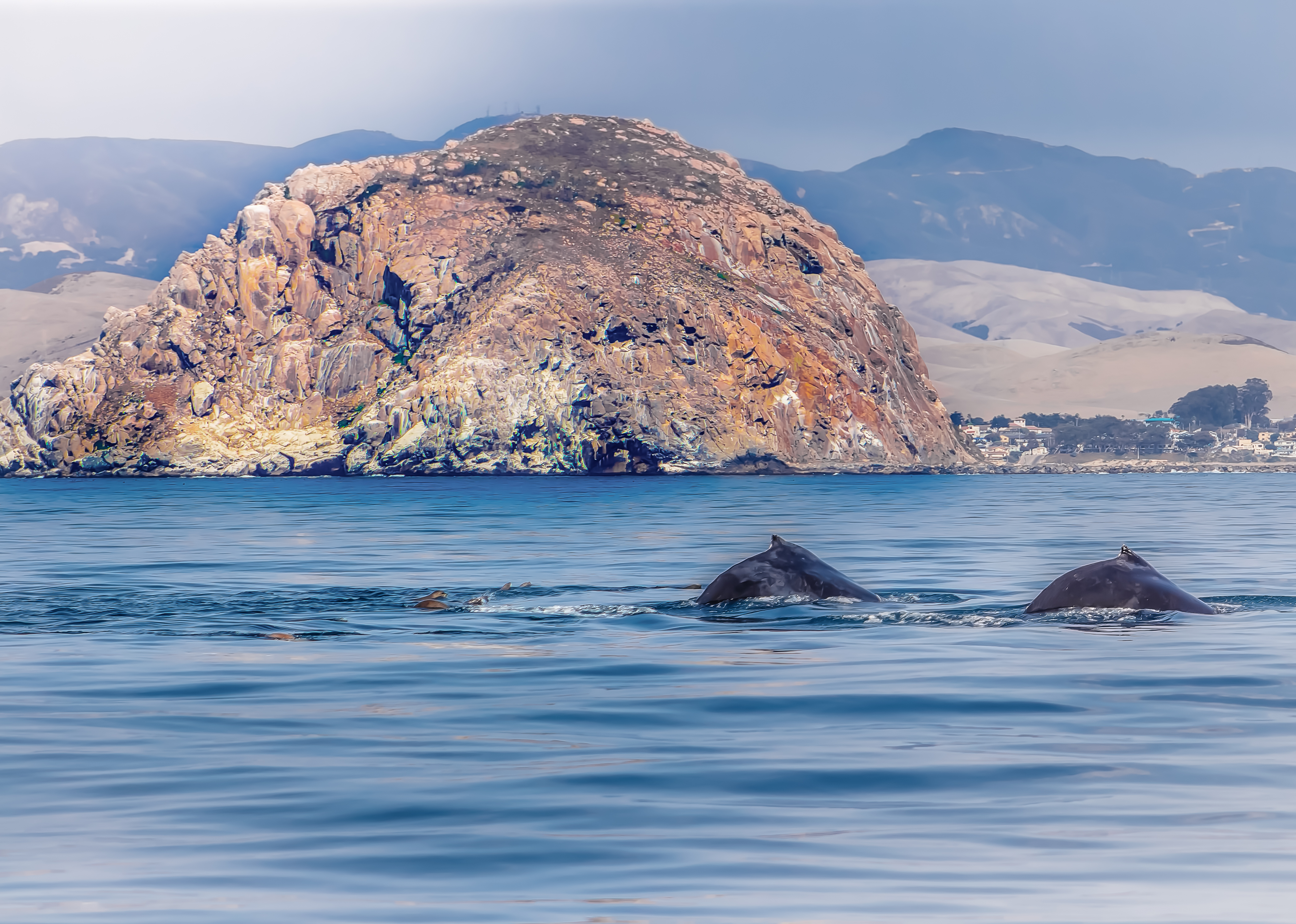 Whales and Morro Rock