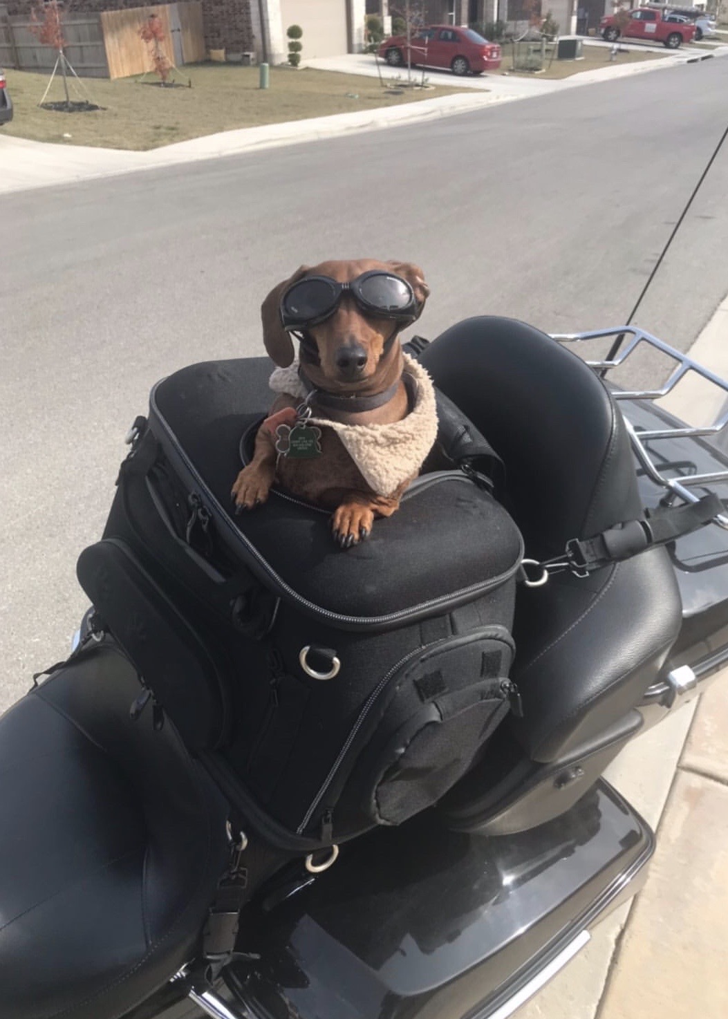 A dachshund dog wearing goggles and a biker vest poses for a photo on the back of a Harley Davidson motorcycle, ready for a ride on River Road in New Braunfels!
