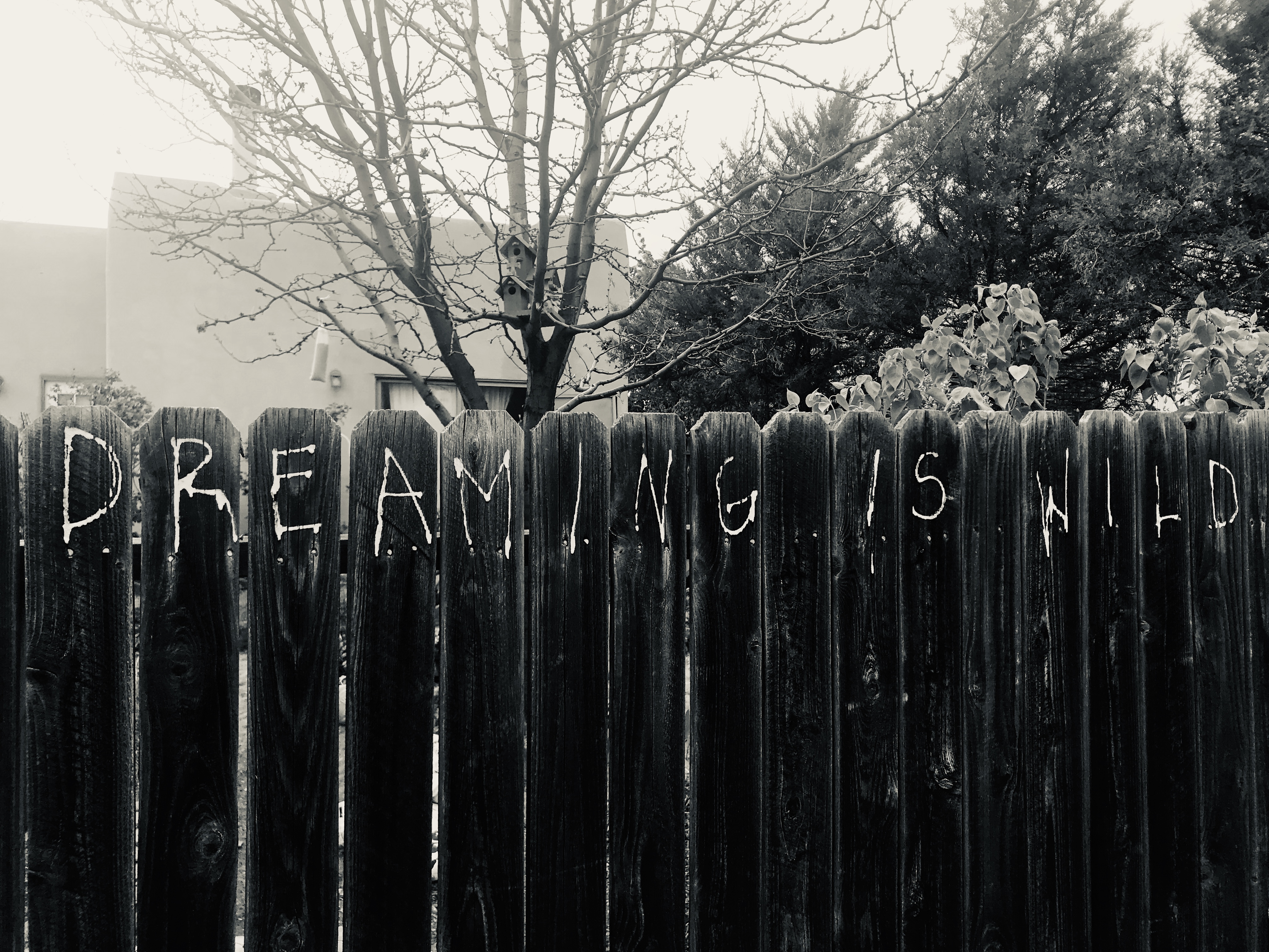 Anastasio Wrobel' Dreaming is Wild