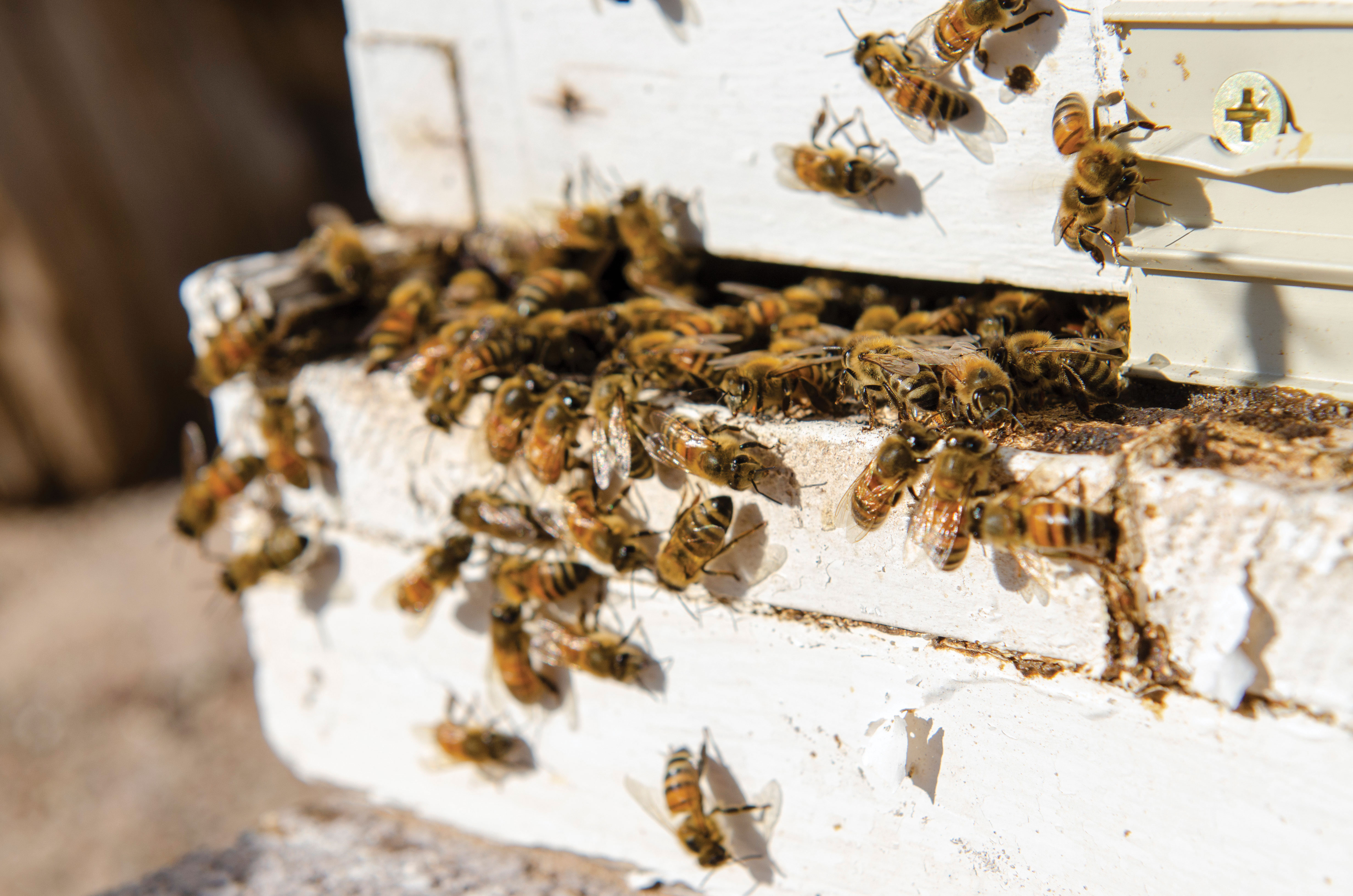 Upclose beekeeping on the Hays's farm.