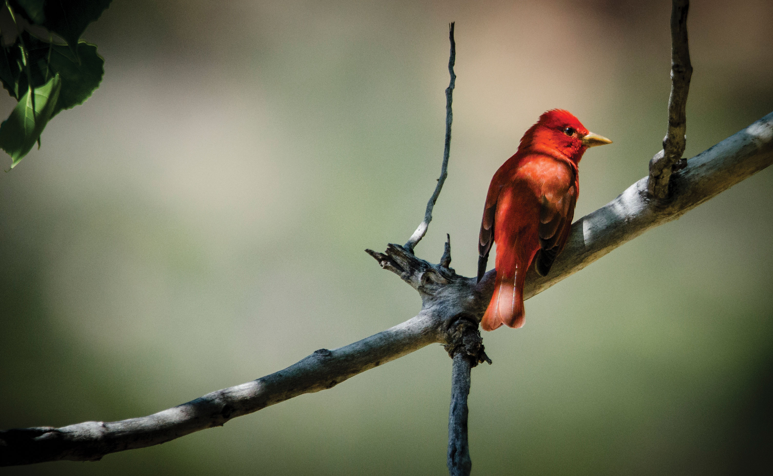 A hepatic tanager spotted in Mills Canyon