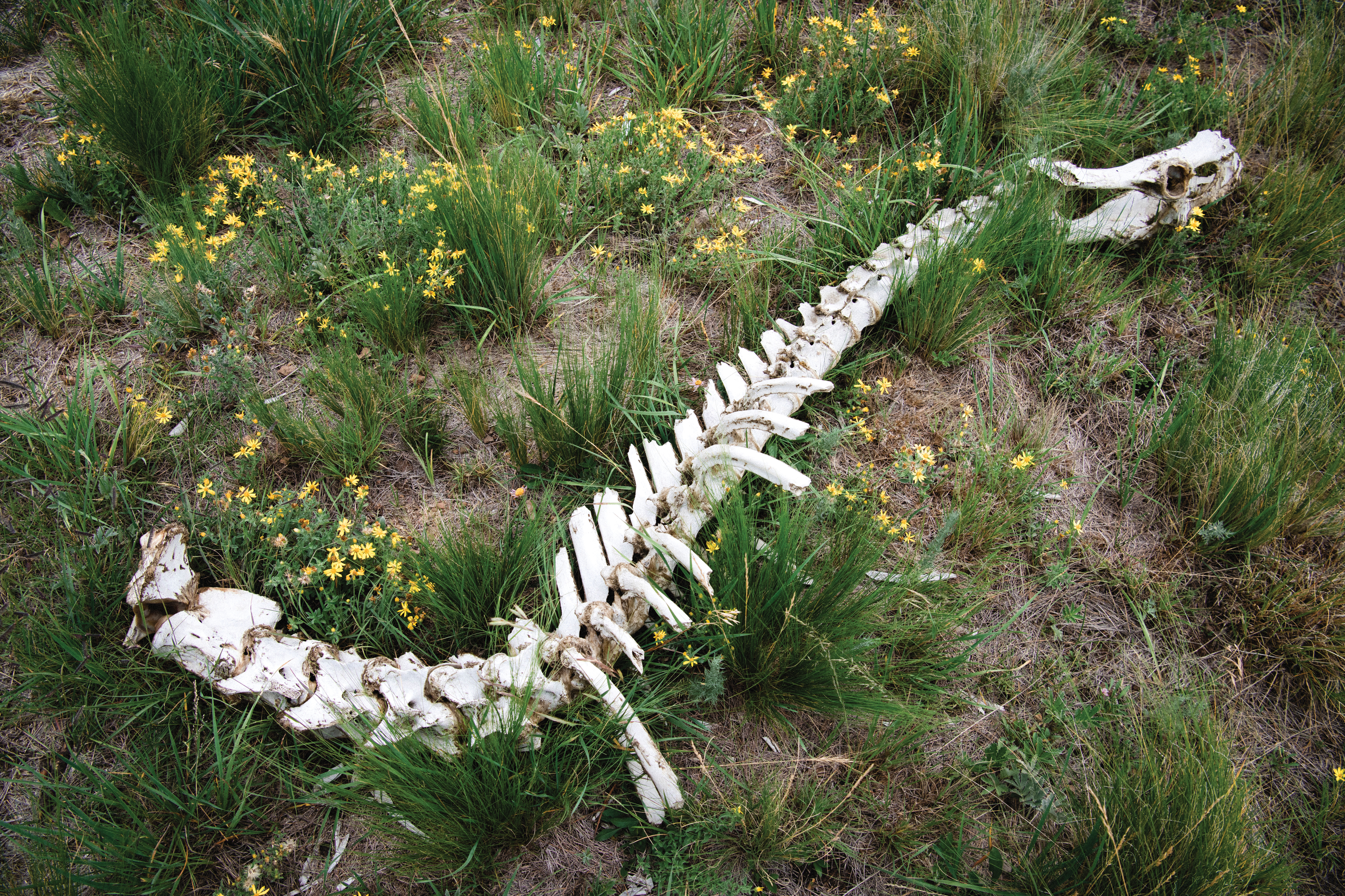 An elk skeleton in the Valles Caldera