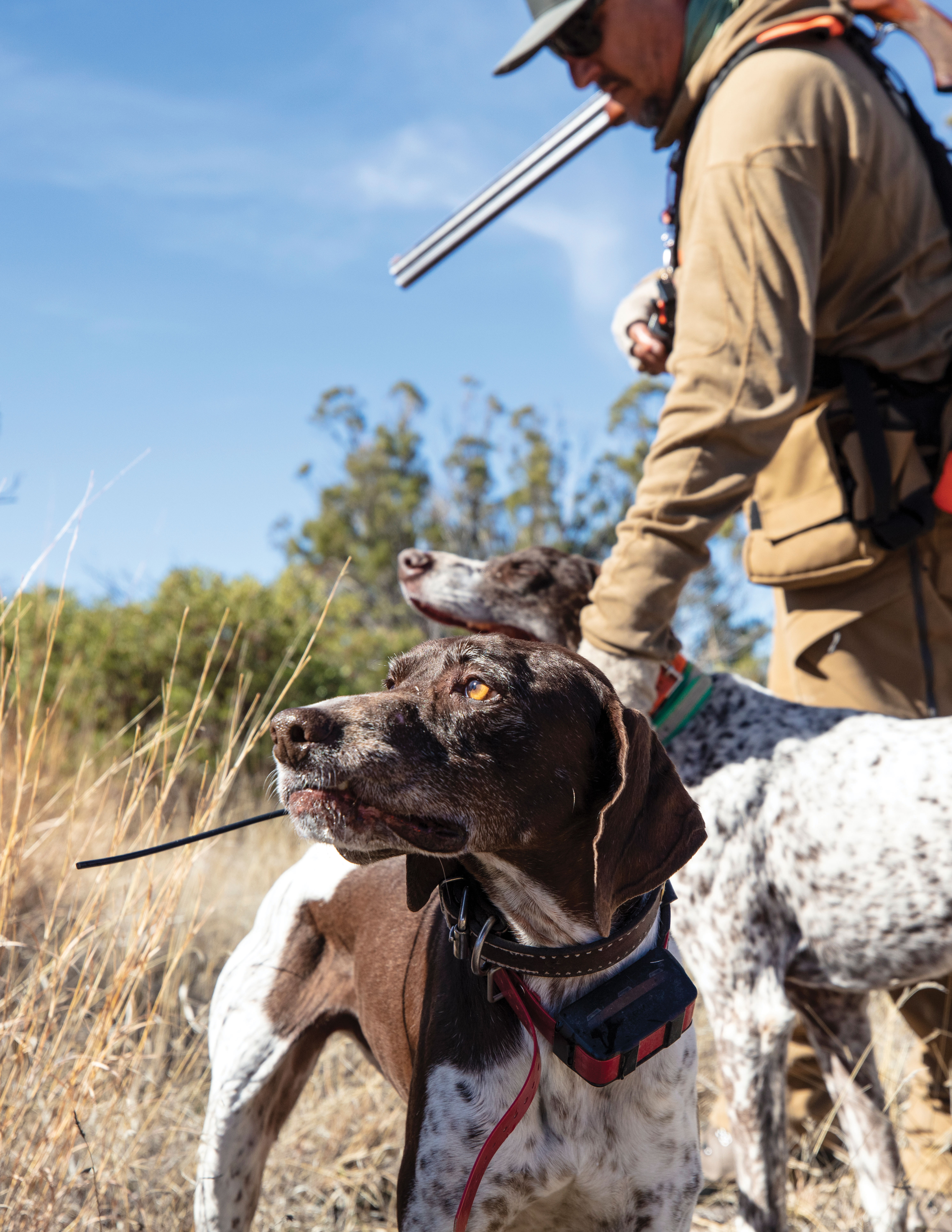 Bird-hunting dogs are essential to a quail hunt.