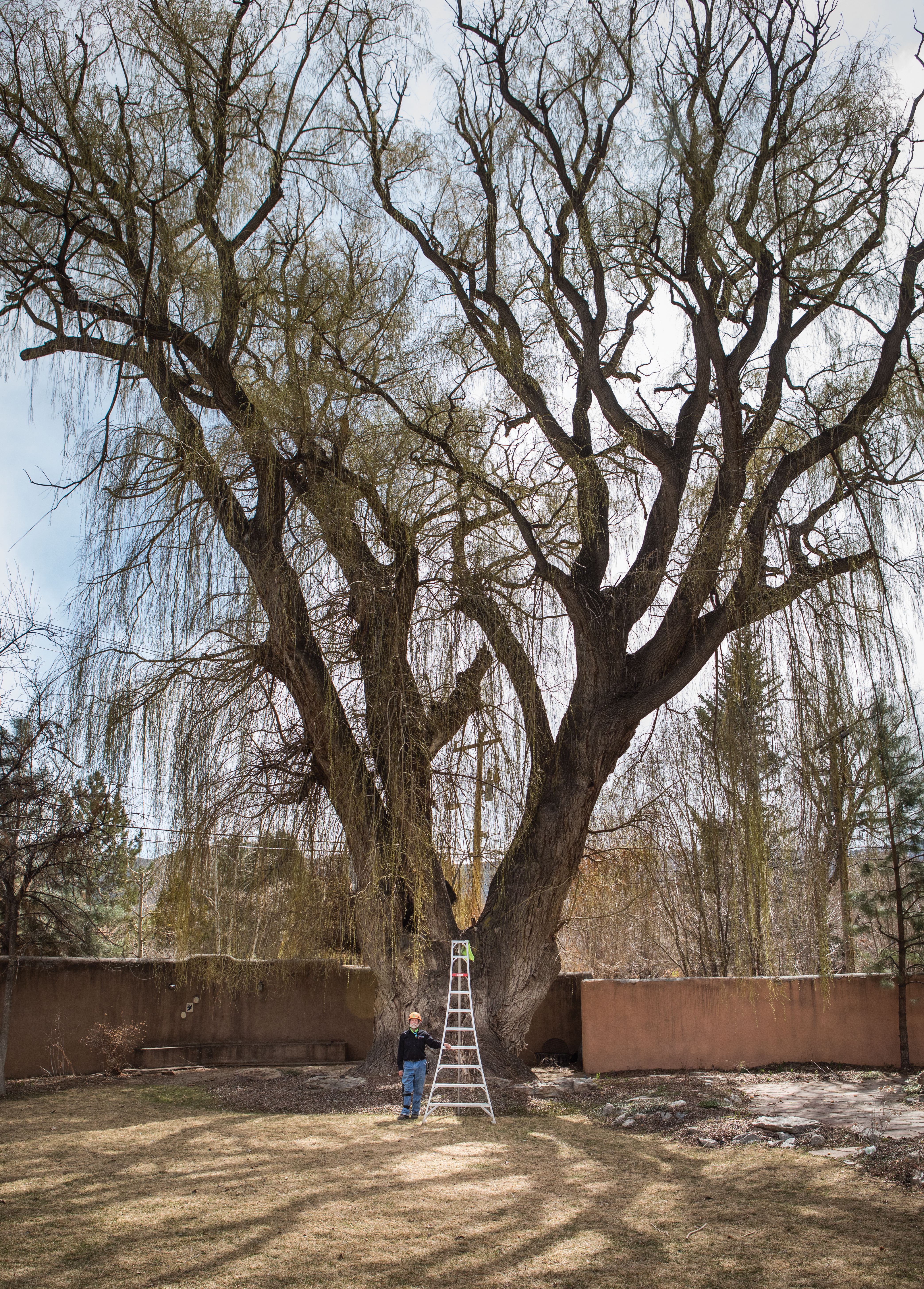 A National Champion Willow in Taos