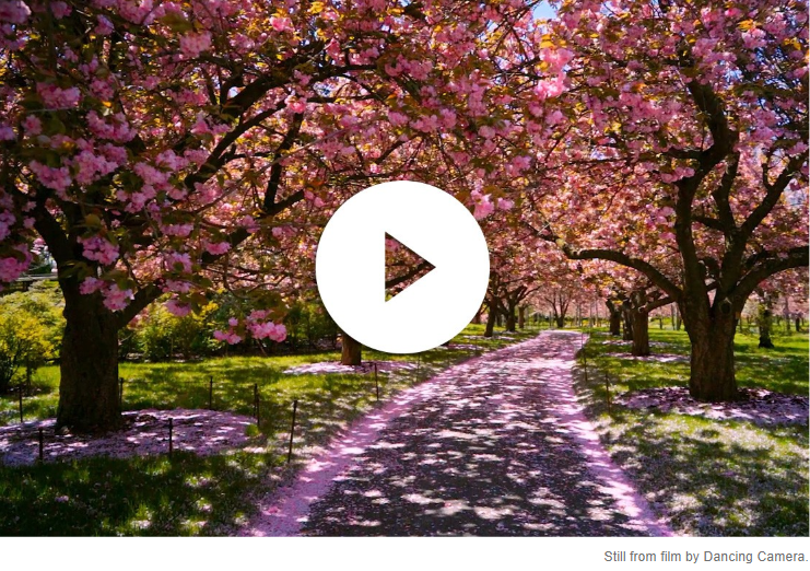 Brooklyn Botanic Garden Virtual Cherry Blossoms