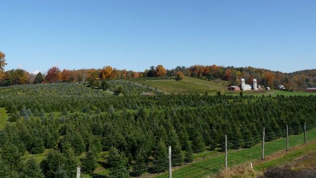 Dressel Farms christmas tree farm - Photo by Dressel Farms