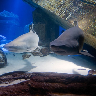 sharks at Long Island Aquarium