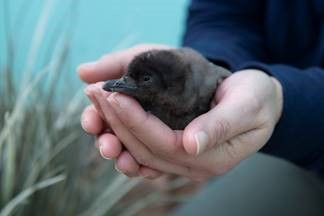 Penguin Chicks