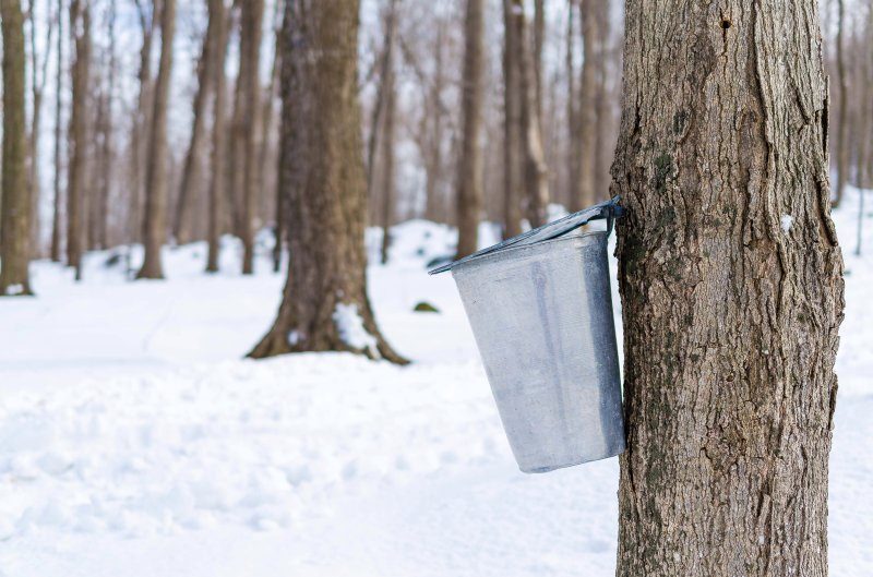 maple syrup production