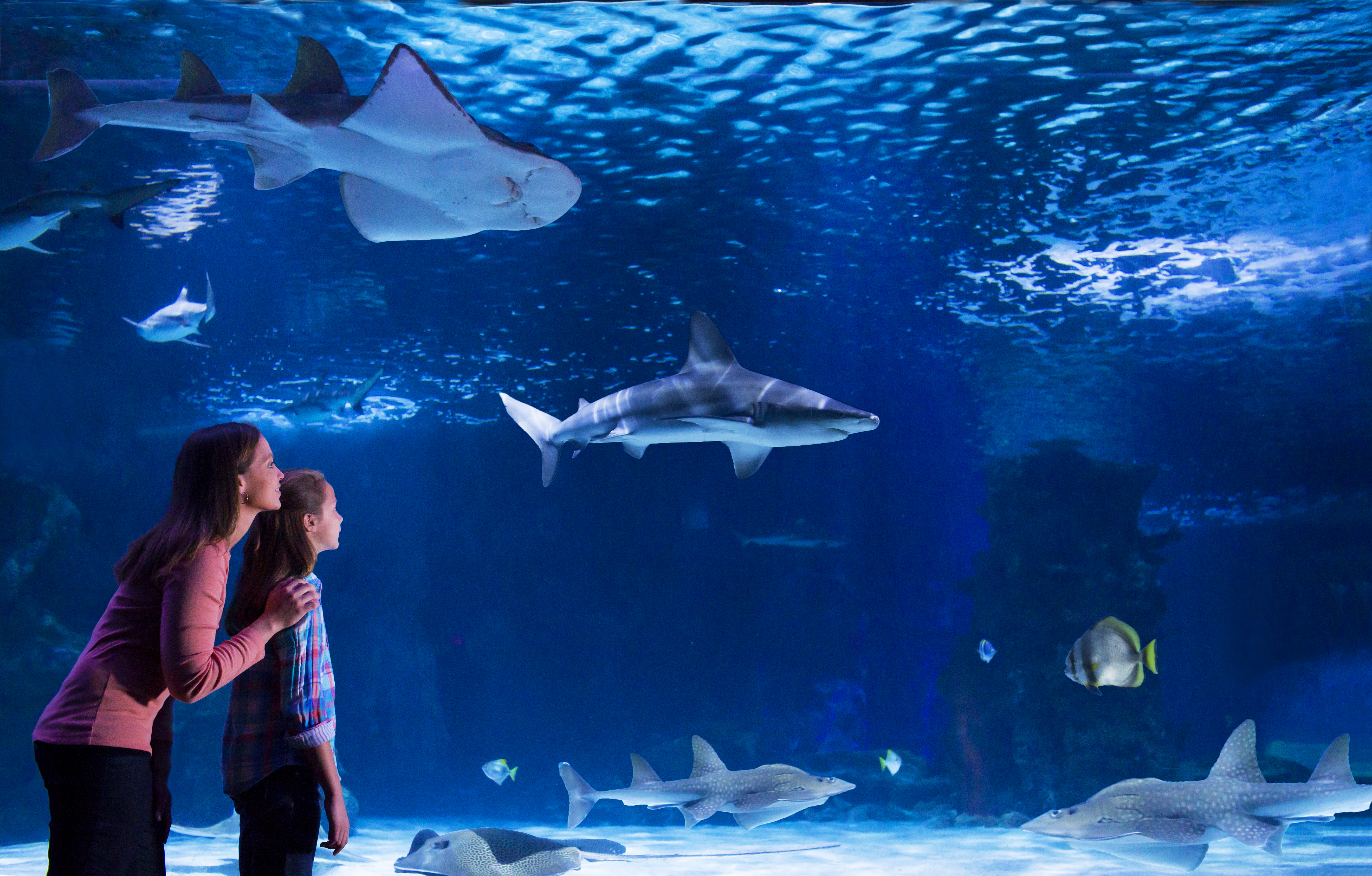 Newport Aquarium Shark Theater