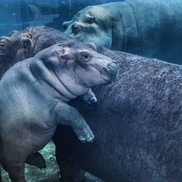 The famous Fiona the Hippo at the Cincinnati Zoo