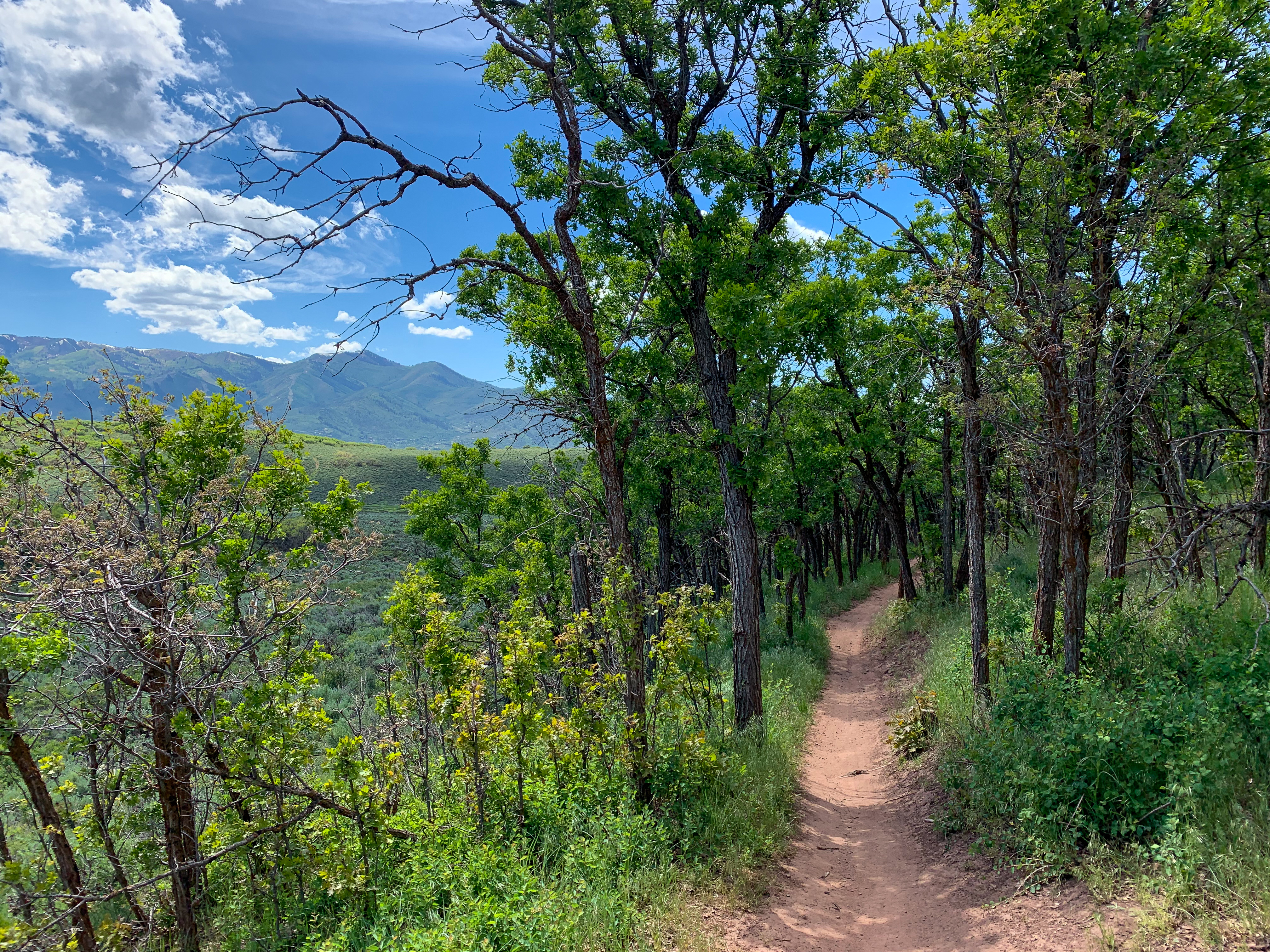 Mountain bike trail, Single Track