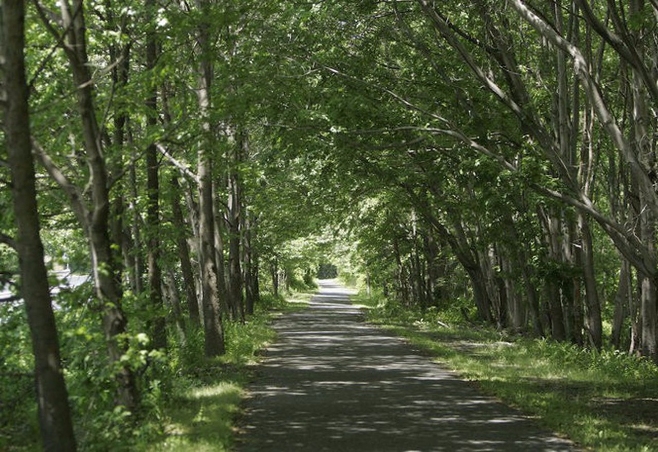 A view of the Delaware and Raritan Canal path trail with trees on either side