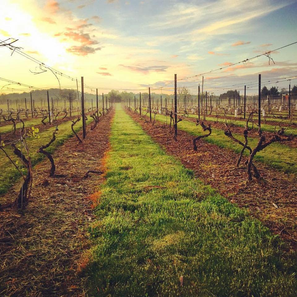 The sun starts to set over a line of grape vines in a vineyard