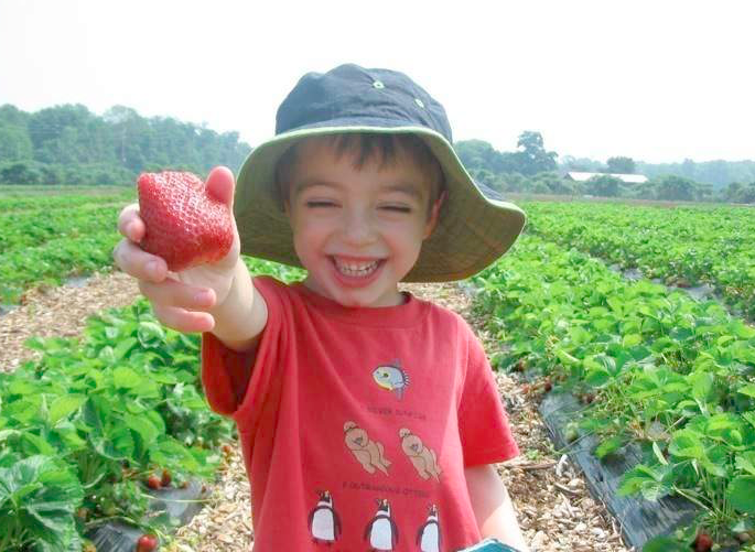 young boy in bucket hat standing in a field smiles while holding up a strawberry