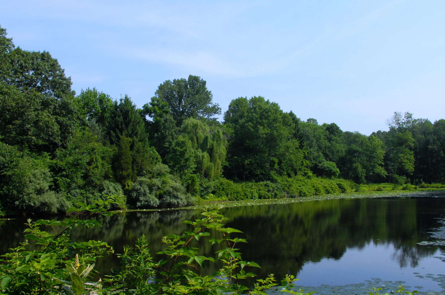 A view of Woodfield Reservation's wetlands, trees, and shrubs.