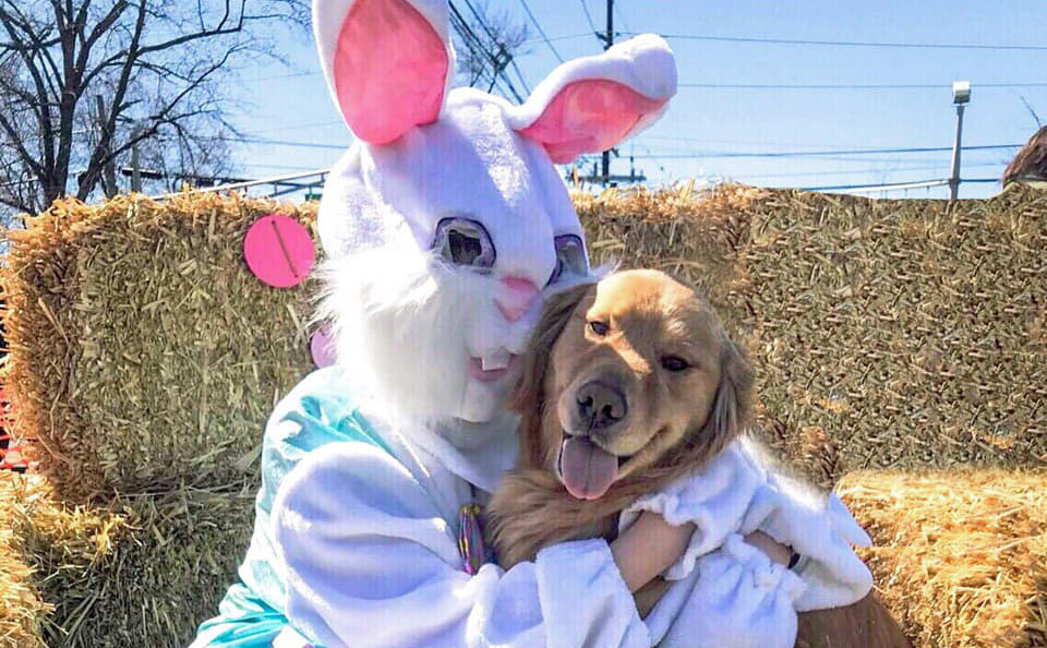 Easter bunny hugging a golden retriever at a New Jersey Egg Hunt