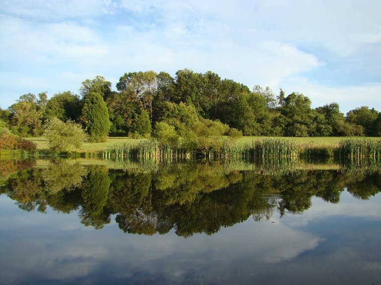 A lake with trees reflected in the water on a bright day