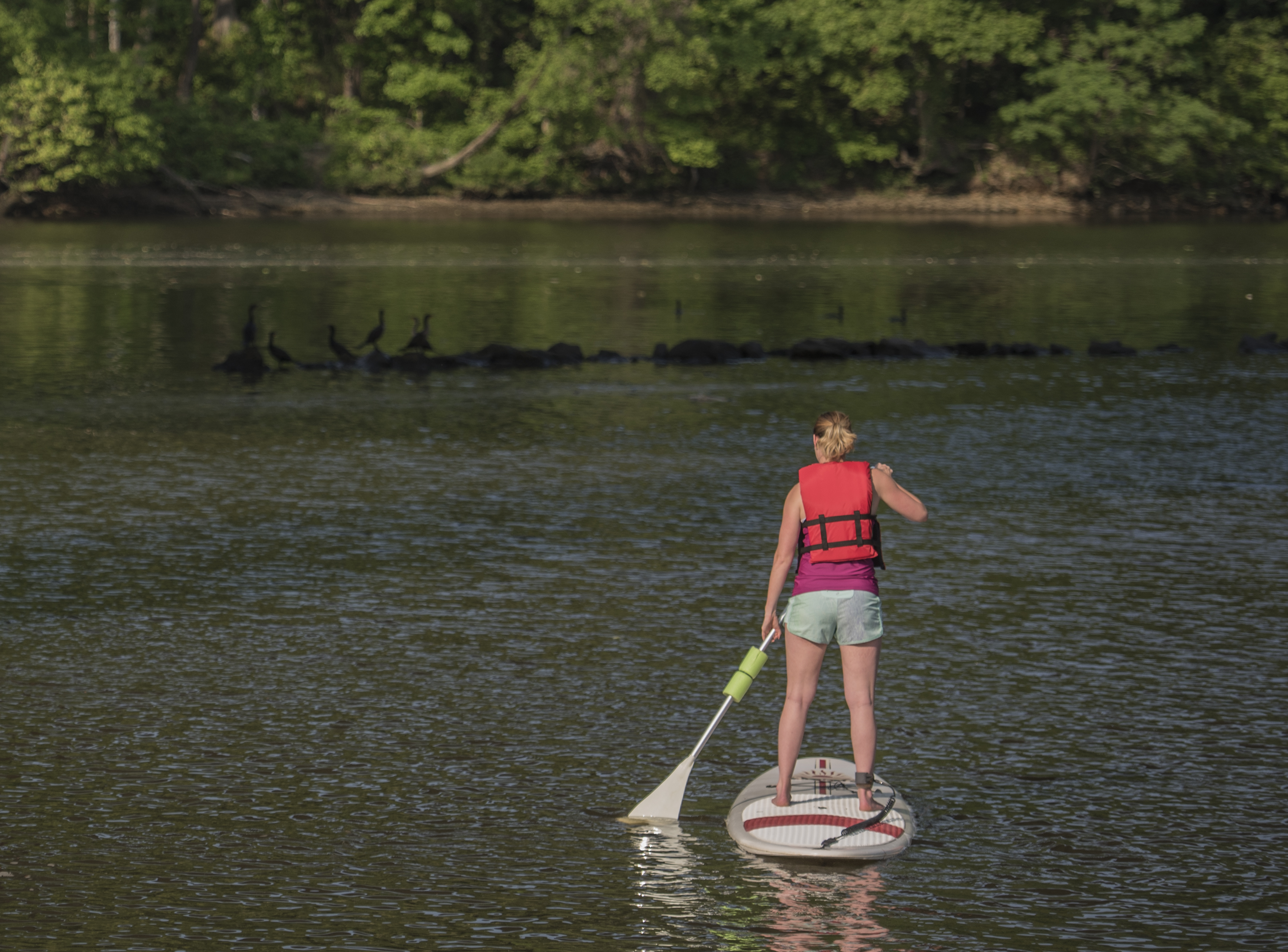 a woman in a red life jacket paddle-boarding on a body of water with birds on rocks and trees in the background