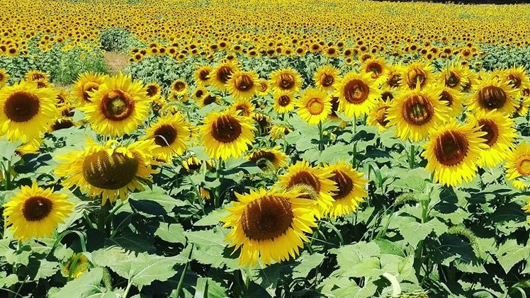 Sunflowers in bloom at Burnside Farms