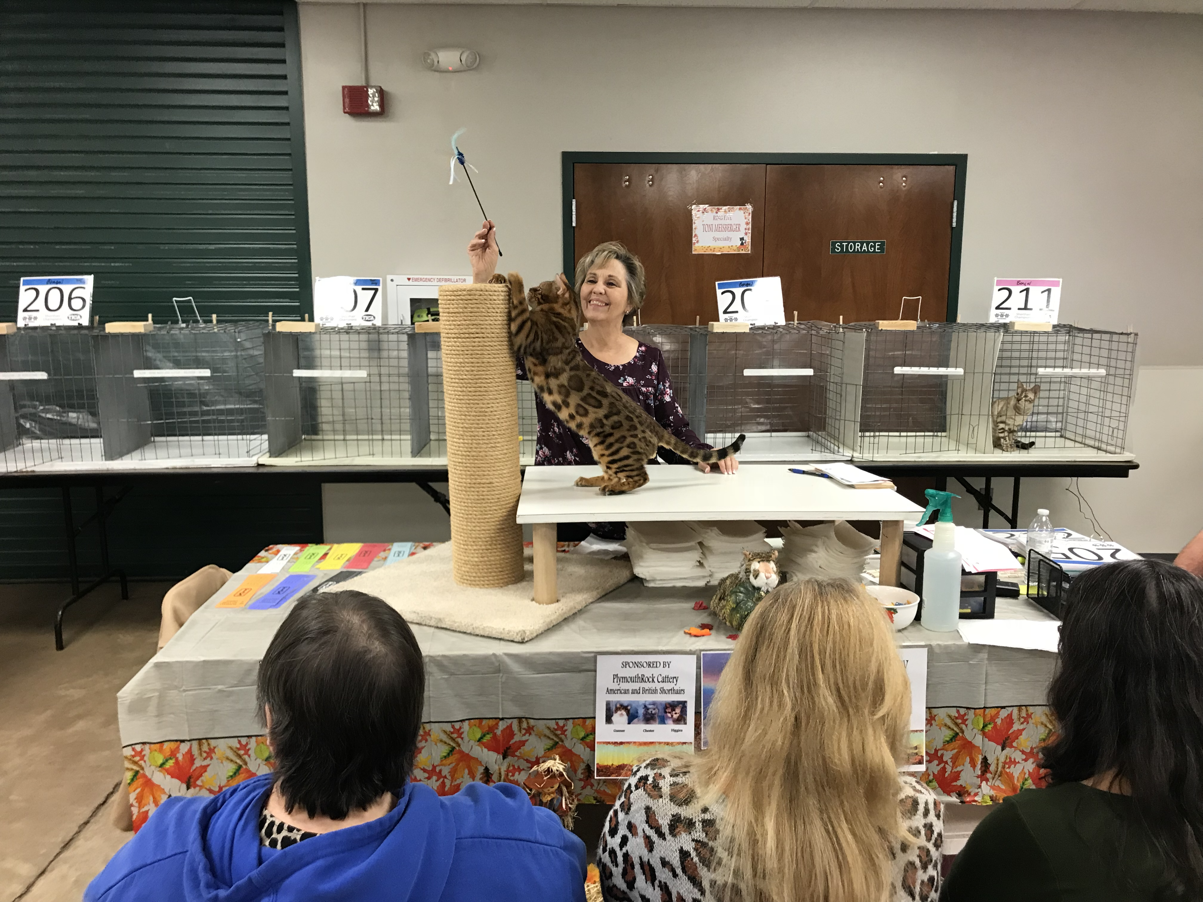 Cat Show 1