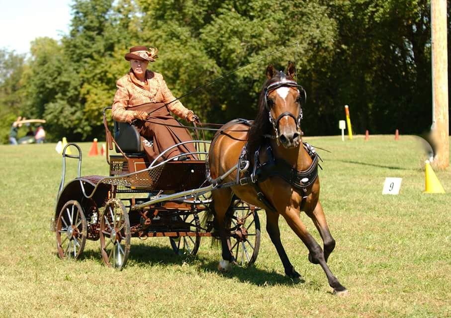 Cowboy Country Horse Driving Trial