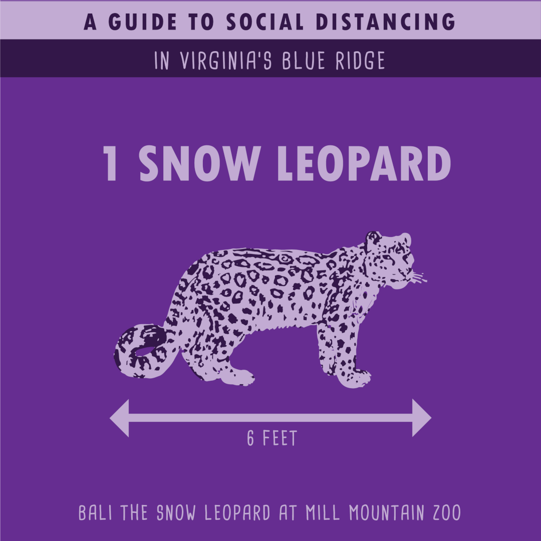 Mill Mountain Zoo - Snow Leopard - Social Distancing