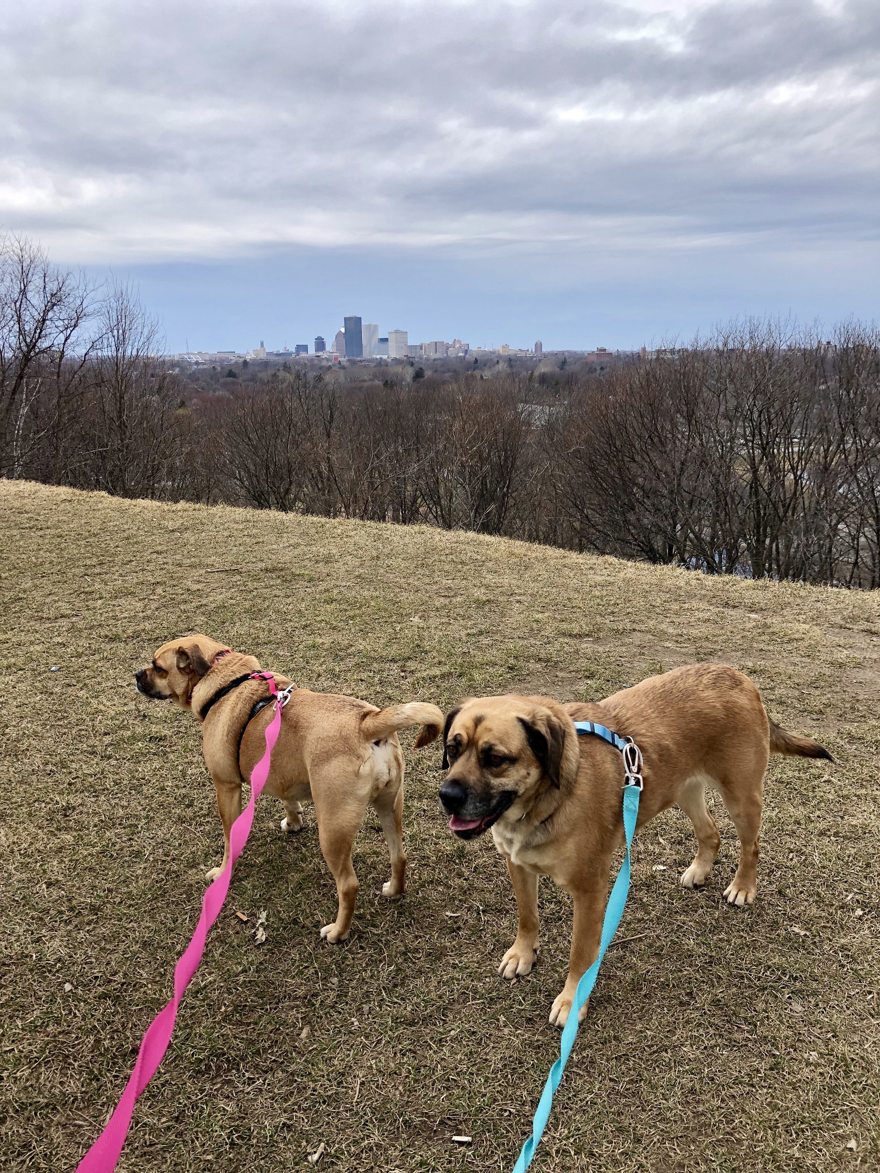 Dogs at Cobbs Hill Park in Rochester