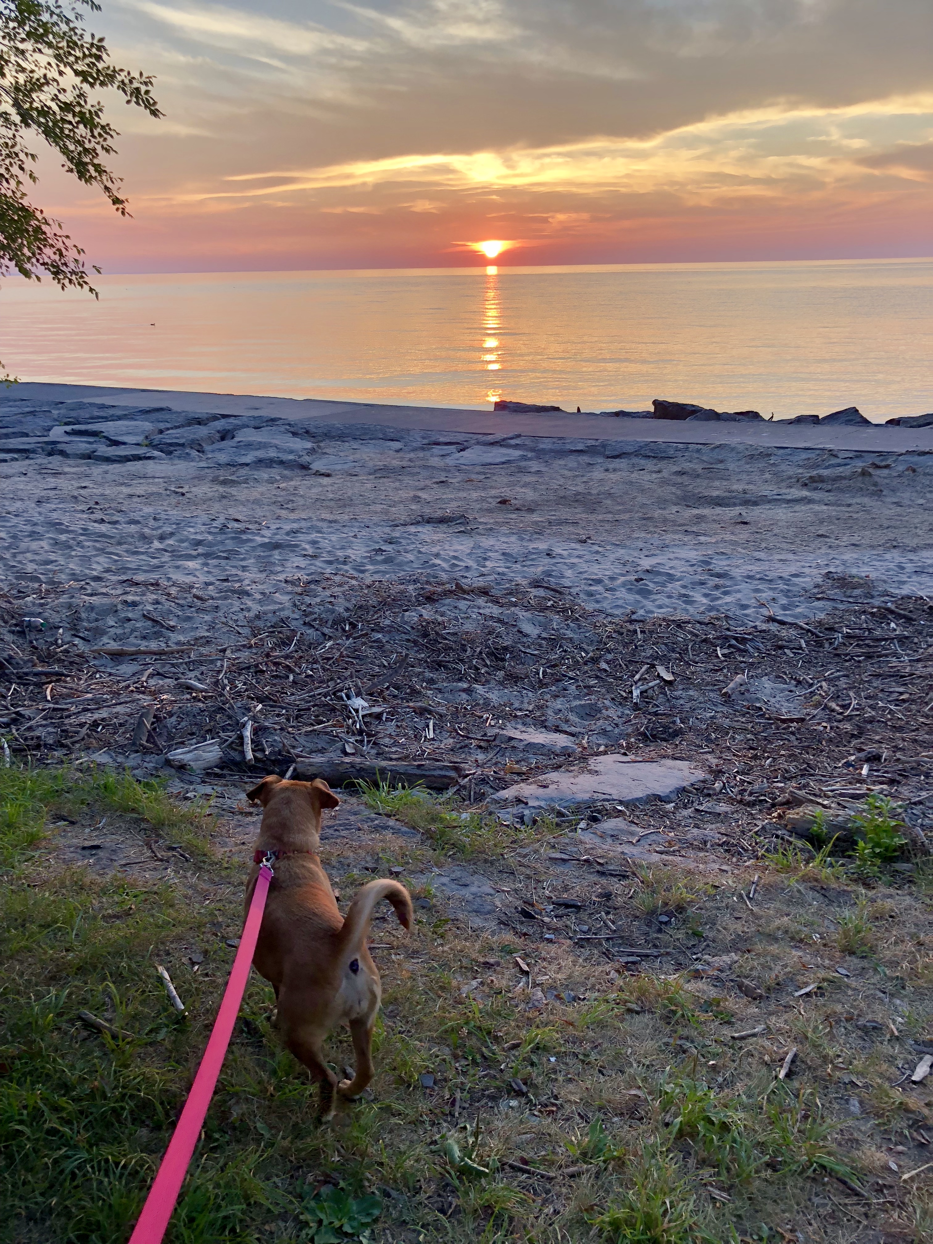 Dog in Webster Park in Rochester NY