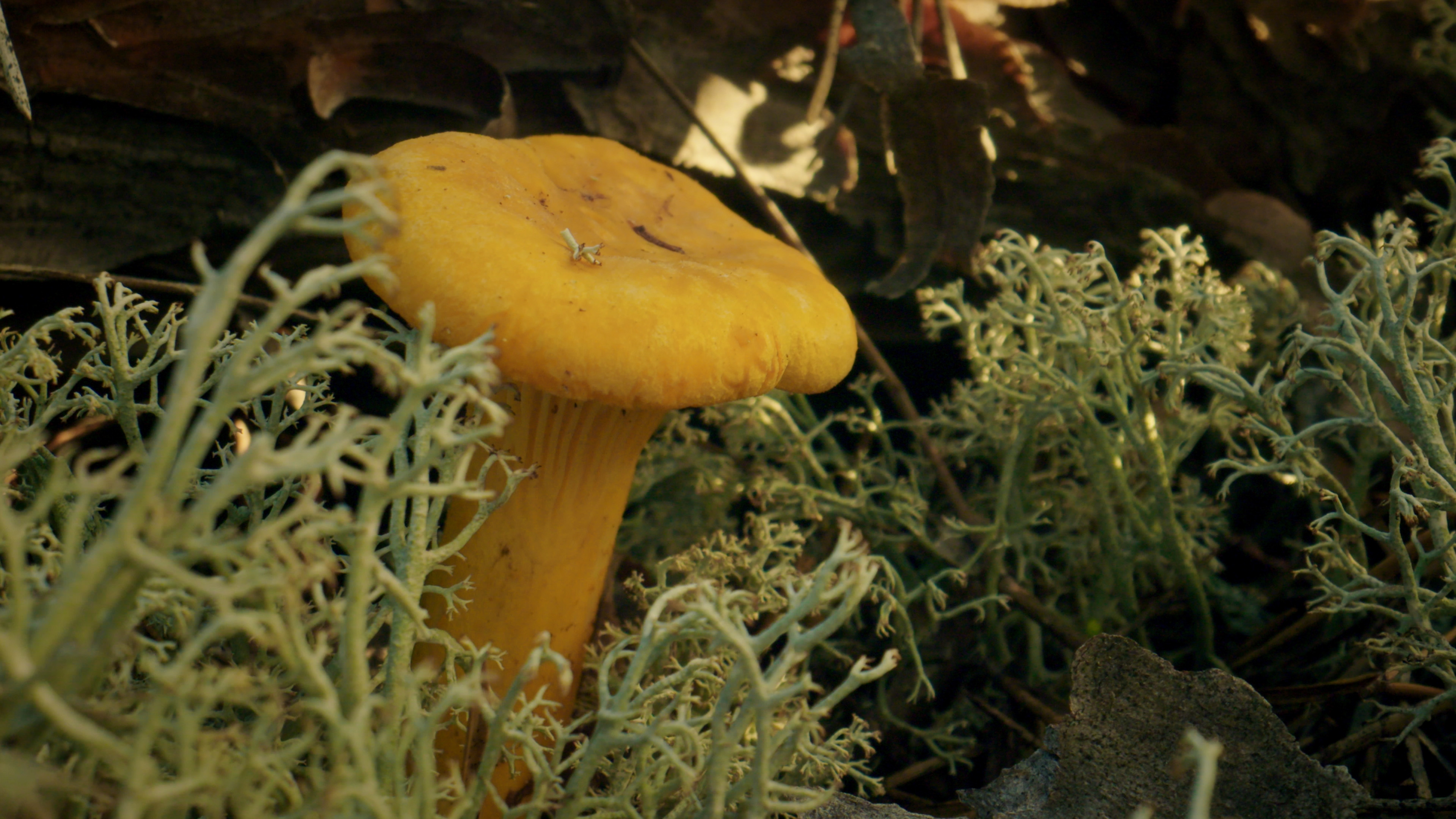 Chantrelle mushroom