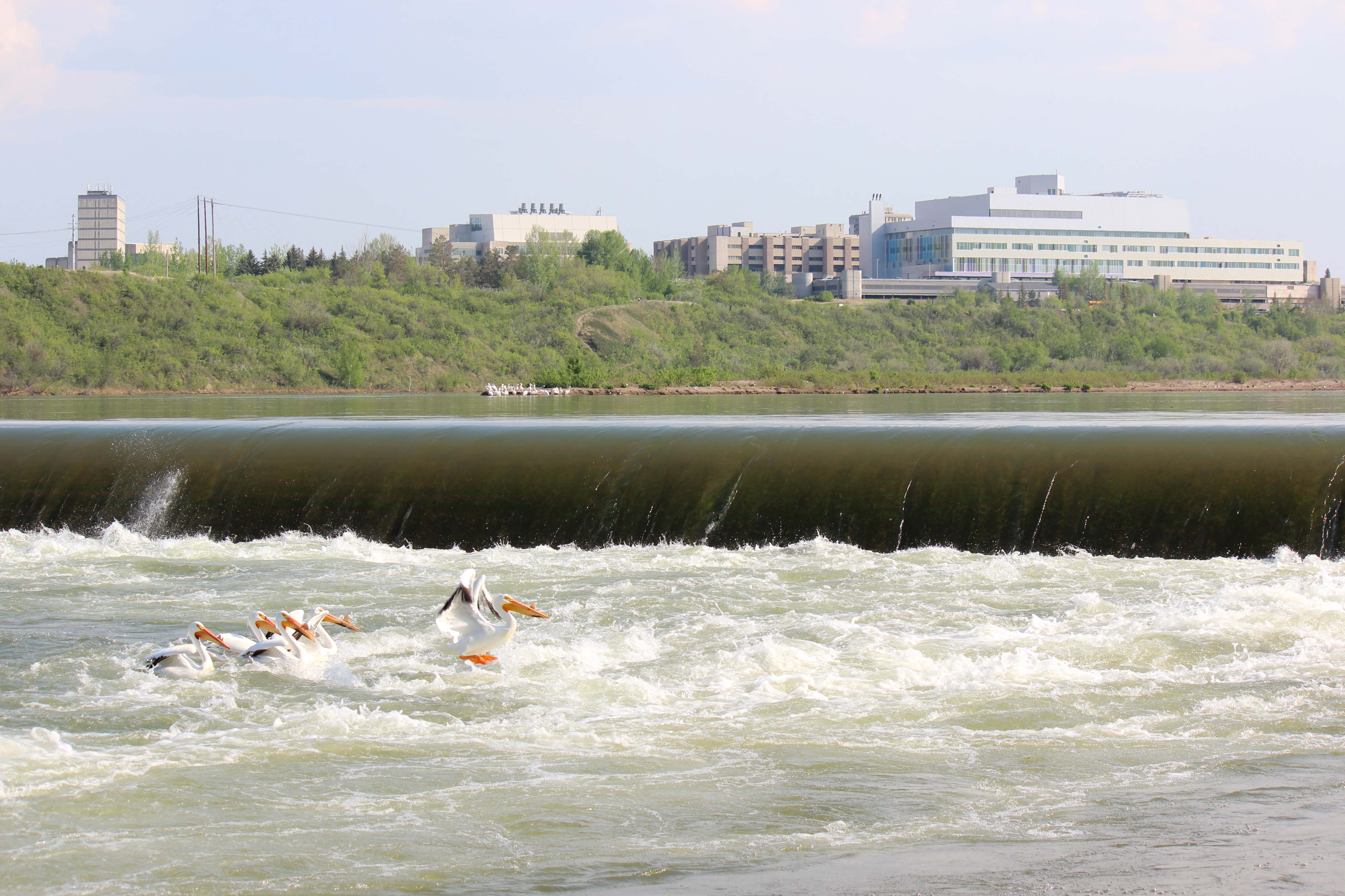 Pelicans-at-the-Weir-Kelly-Pankratz
