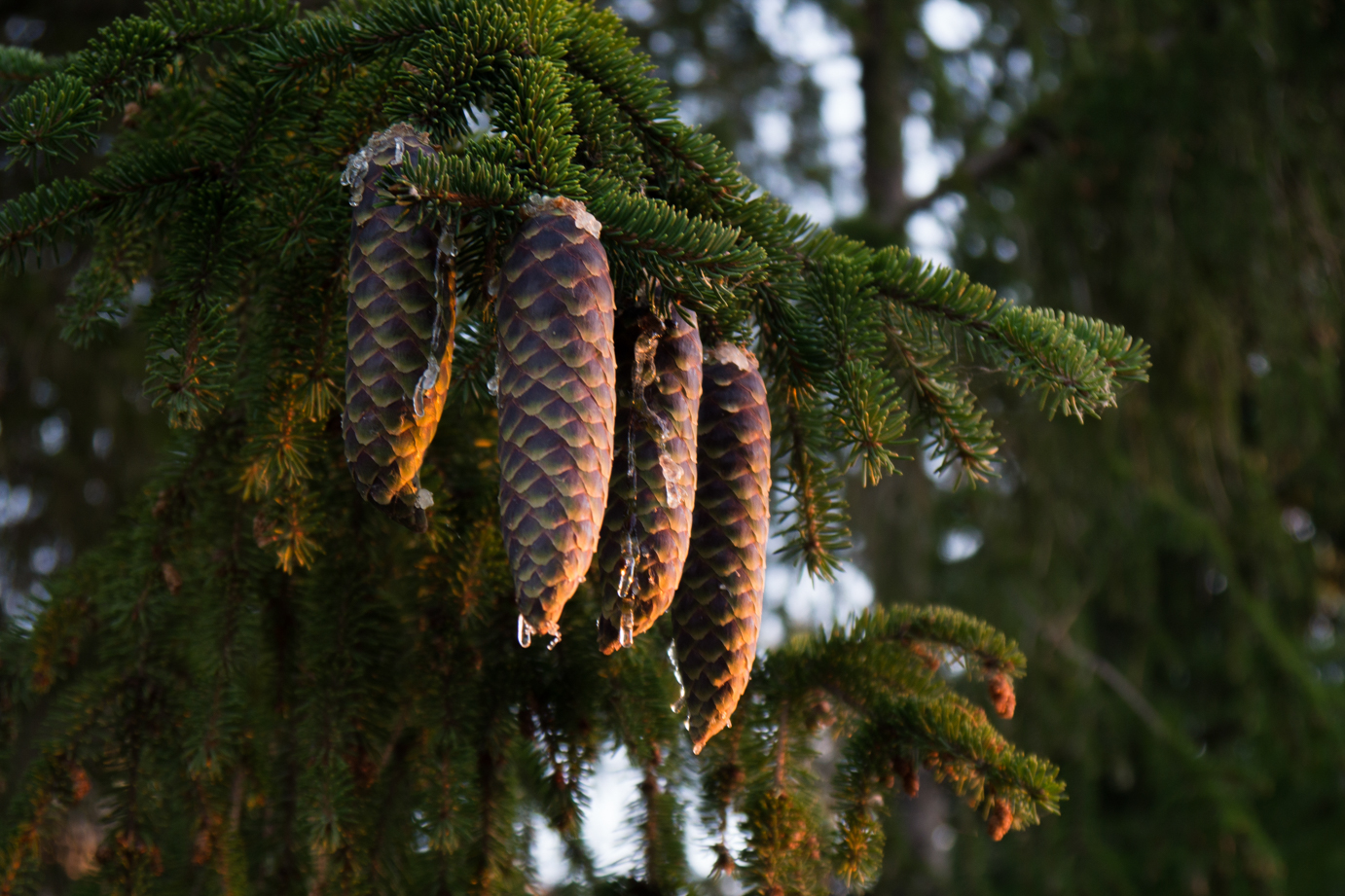 Norway Spruce Cones - Andy