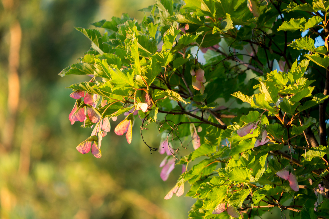 Amur Maple Fruits