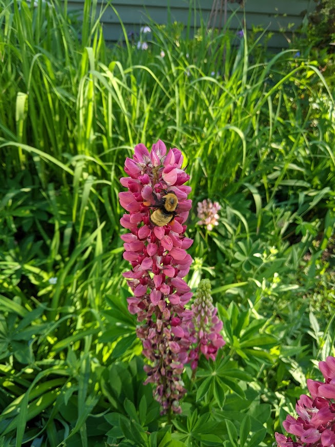 Bee on Lupin