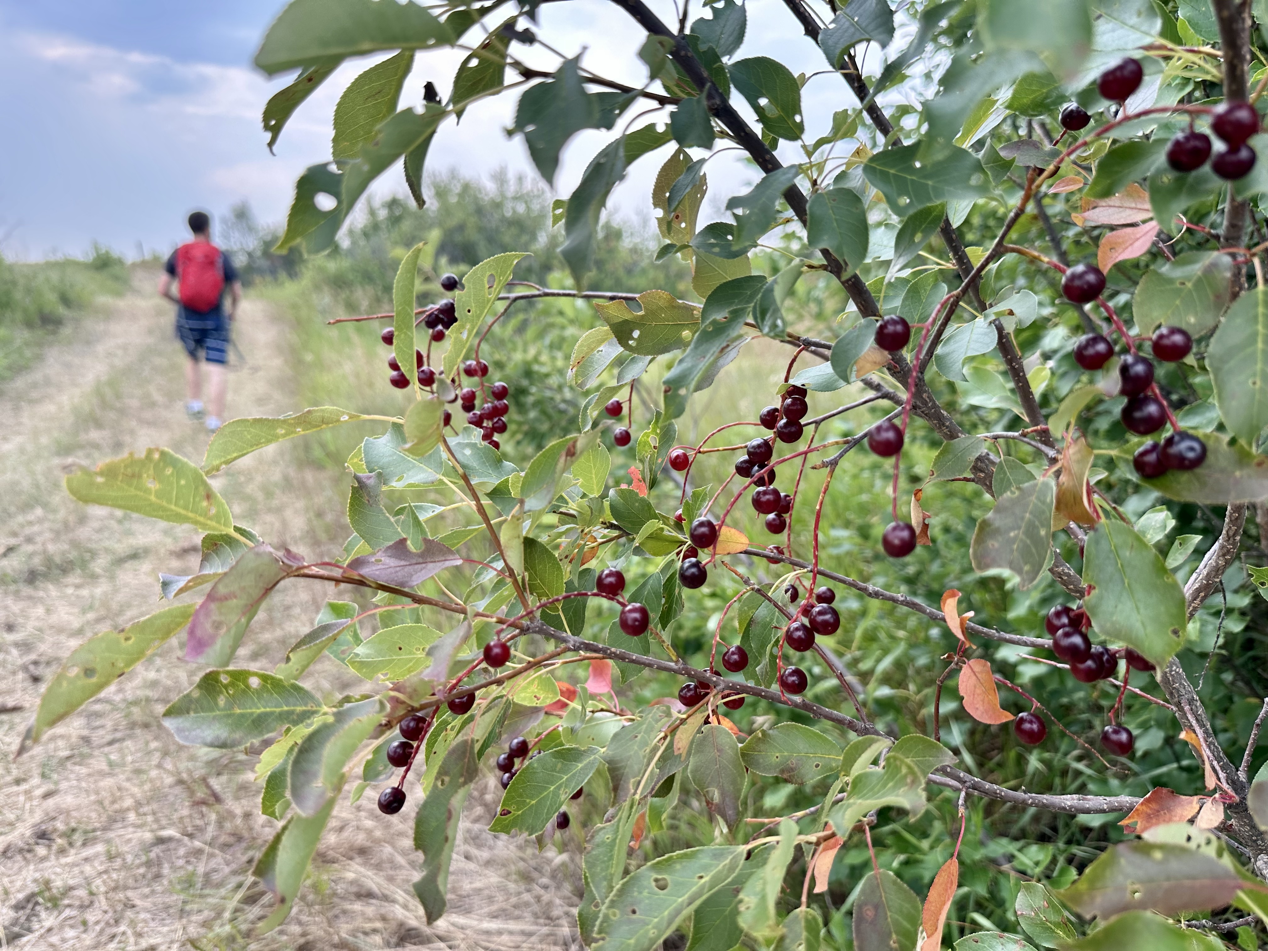 saskatoon-cranberry-flats-chokecherries