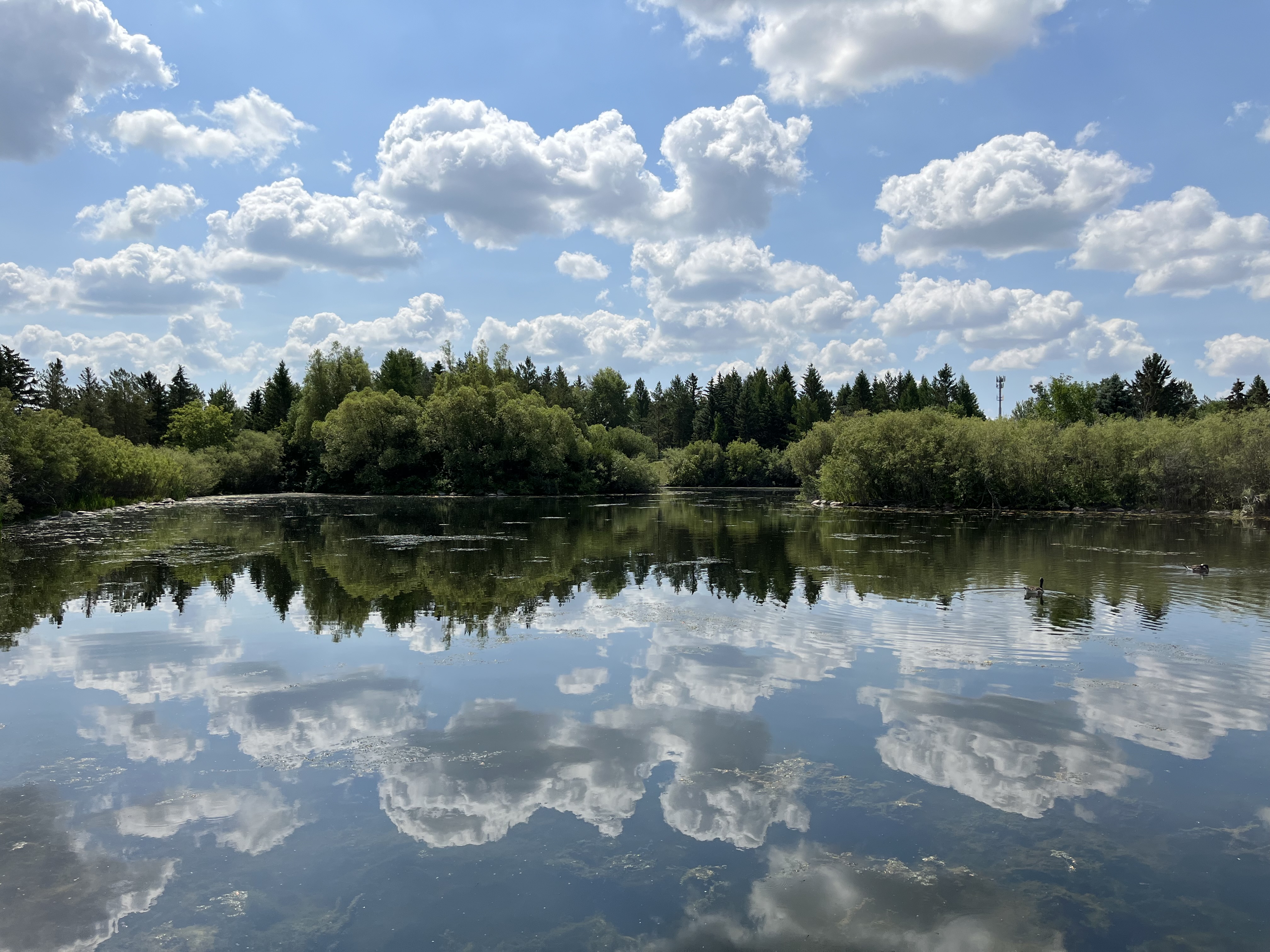 zoo pond