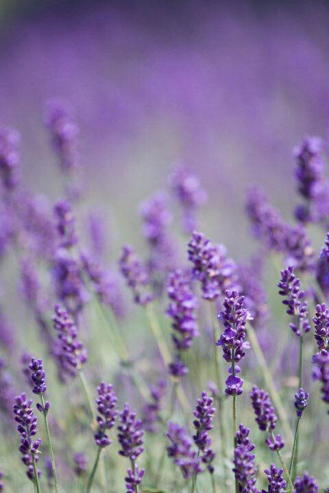 Lavender growing at Rue Claire