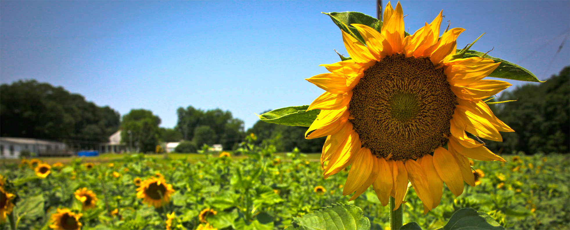 A photo of a sunflower