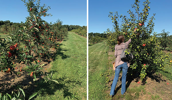 Fair Oaks Farm Orchard apple picking