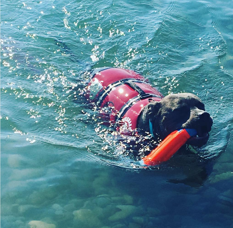 Rock Point Swimming dog