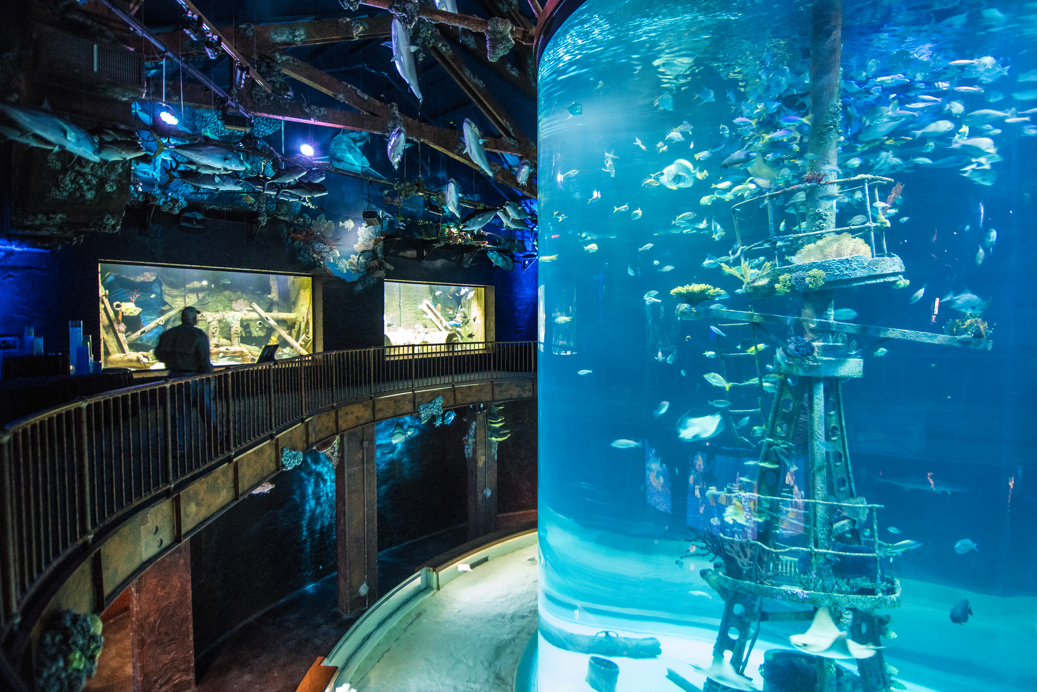 Wonders of Wildlife Aquarium