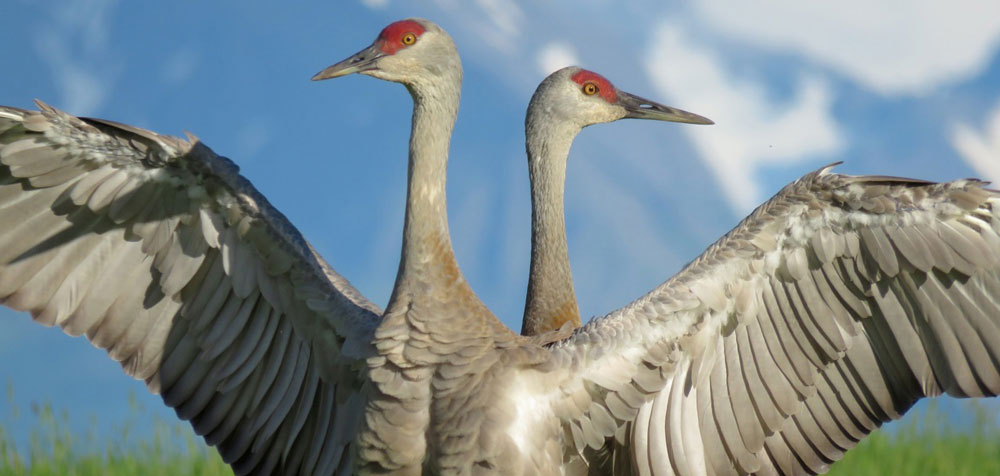 Sandhill Cranes are spotted in Steamboat Springs in the Fall