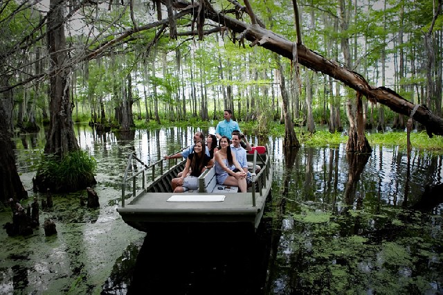 Bayou Swamp Tour