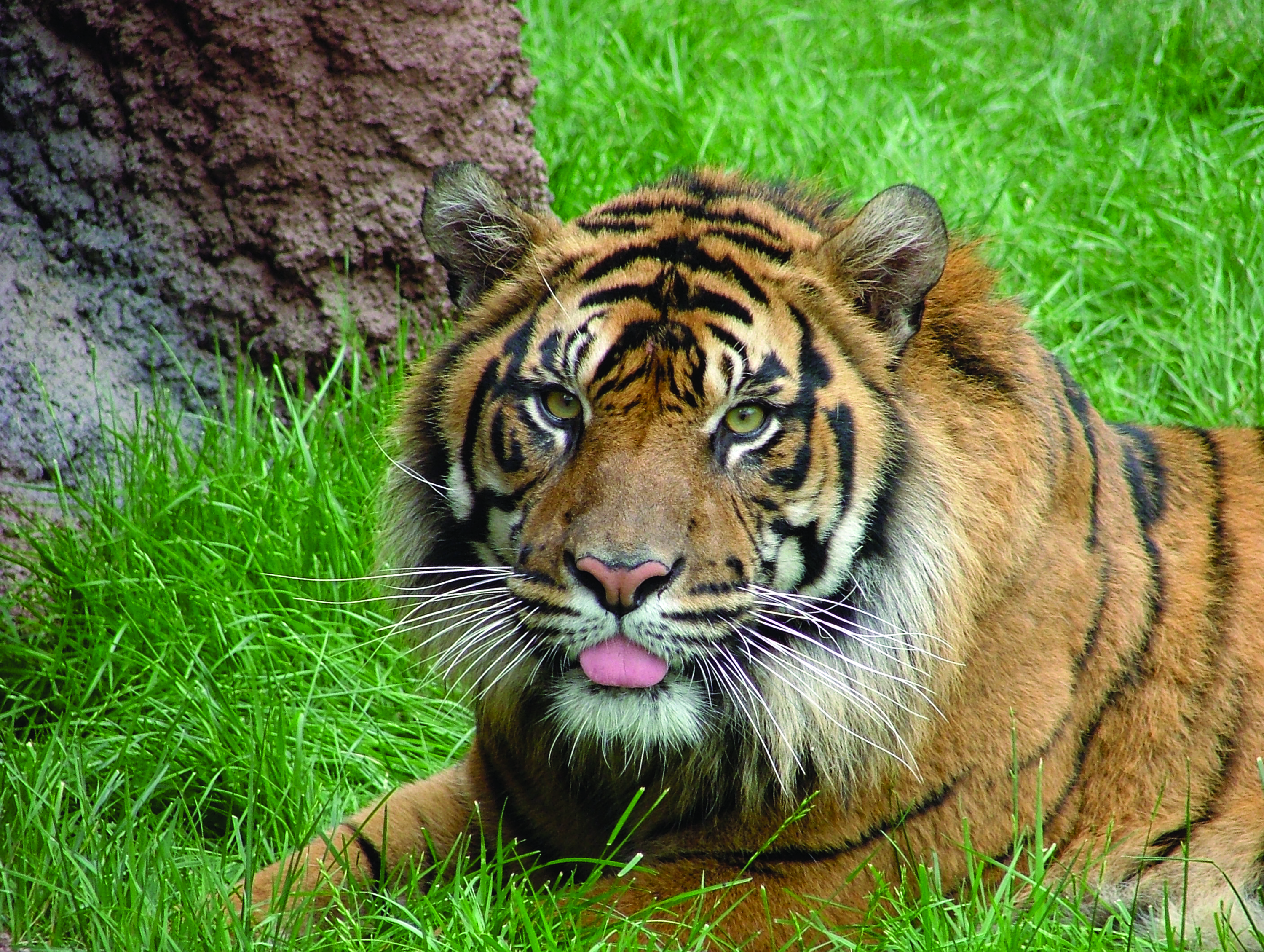 Tiger at Topeka Zoo