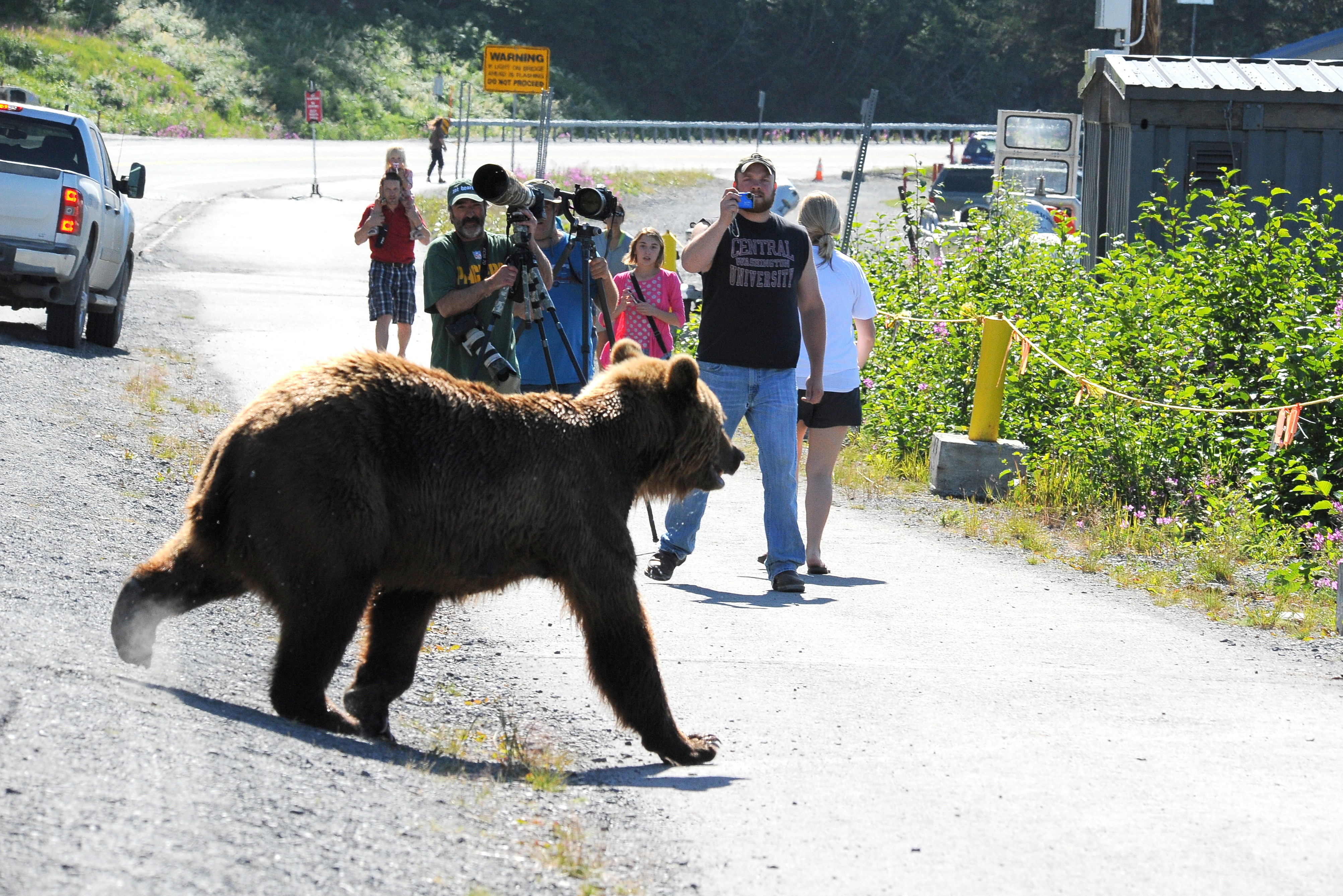 humans stand too close to a brown bear