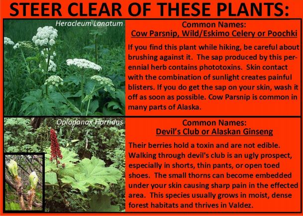 a safety advisory about dangerous plants